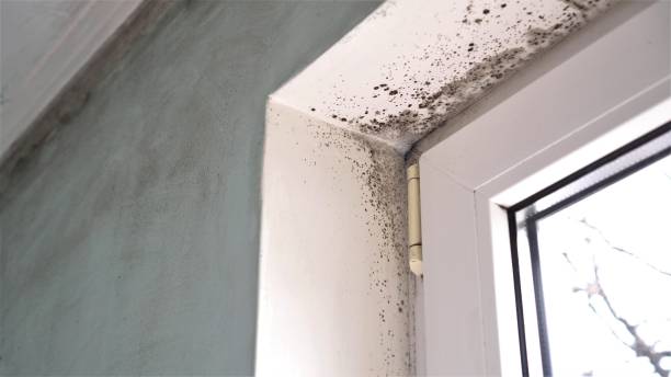 Best Attic Mold Removal  in Sonterra, TX