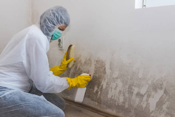 Best Residential Mold Removal  in Sonterra, TX