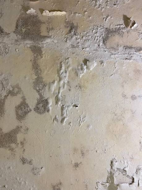 Best Same-Day Mold Removal  in Sonterra, TX